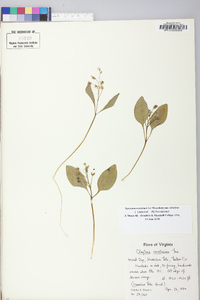 Claytonia caroliniana image