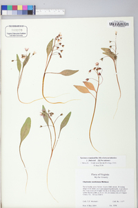 Claytonia caroliniana image