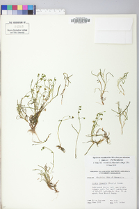 Montia linearis image