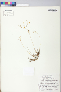 Phemeranthus teretifolius image