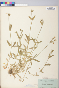 Cerastium arvense image