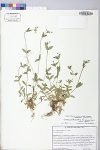 Cerastium fontanum subsp. vulgare image