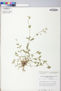 Cerastium fontanum subsp. vulgare image