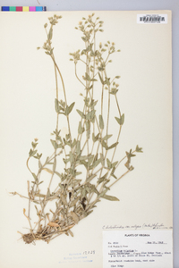 Cerastium fontanum subsp. vulgare image