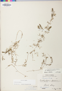 Ceratophyllum demersum image