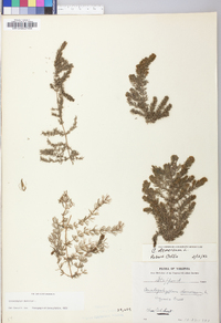 Ceratophyllum demersum image