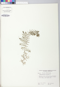 Ceratophyllum demersum image