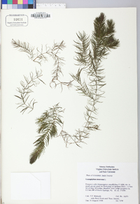 Ceratophyllum demersum image