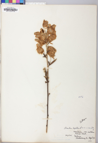 Aconitum napellus image