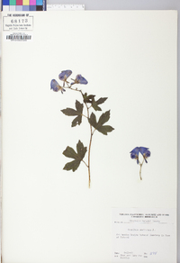 Aconitum uncinatum image