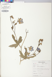 Aconitum uncinatum image