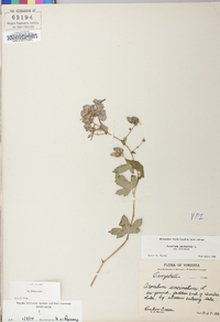 Aconitum uncinatum image