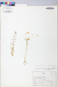 Cerastium semidecandrum image