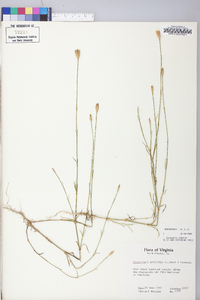 Petrorhagia prolifera image