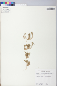 Scleranthus annuus image
