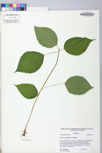 Laportea canadensis image