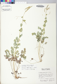 Capnoides sempervirens image