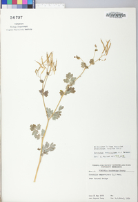 Capnoides sempervirens image