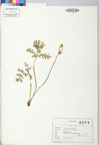 Dicentra cucullaria image