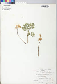 Dicentra cucullaria image