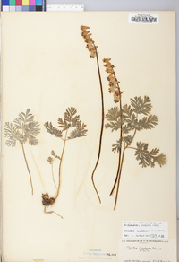 Dicentra cucullaria image