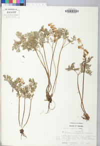 Dicentra cucullaria image