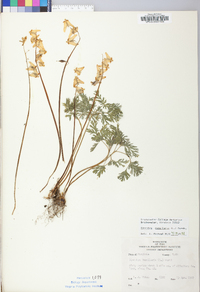 Dicentra cucullaria image