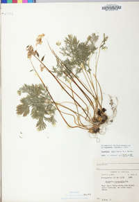 Dicentra cucullaria image