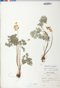 Dicentra cucullaria image