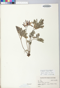 Dicentra eximia image