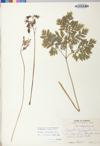 Dicentra eximia image