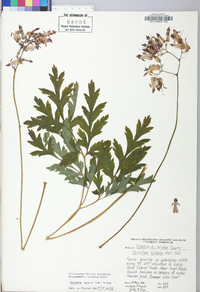 Dicentra eximia image