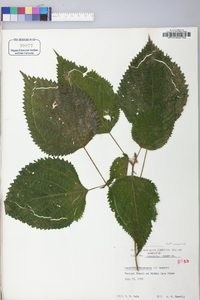 Laportea canadensis image