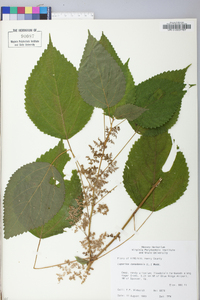 Laportea canadensis image