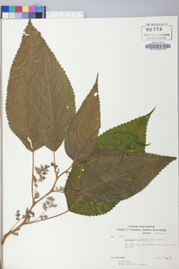 Laportea canadensis image