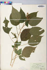 Laportea canadensis image