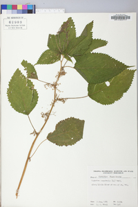 Laportea canadensis image