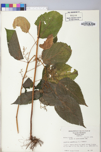 Laportea canadensis image