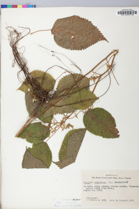 Laportea canadensis image