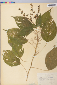 Laportea canadensis image