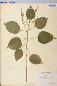 Laportea canadensis image