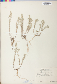 Alyssum alyssoides image