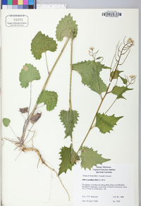 Alliaria petiolata image