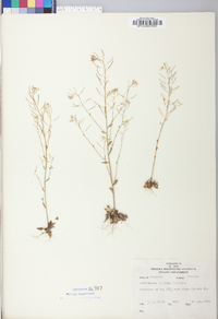 Arabidopsis thaliana image