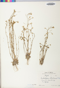 Arabidopsis thaliana image