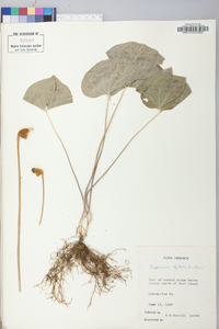 Jeffersonia diphylla image