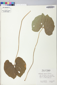 Jeffersonia diphylla image