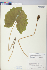 Jeffersonia diphylla image