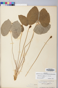 Jeffersonia diphylla image