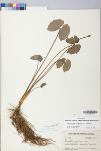 Jeffersonia diphylla image